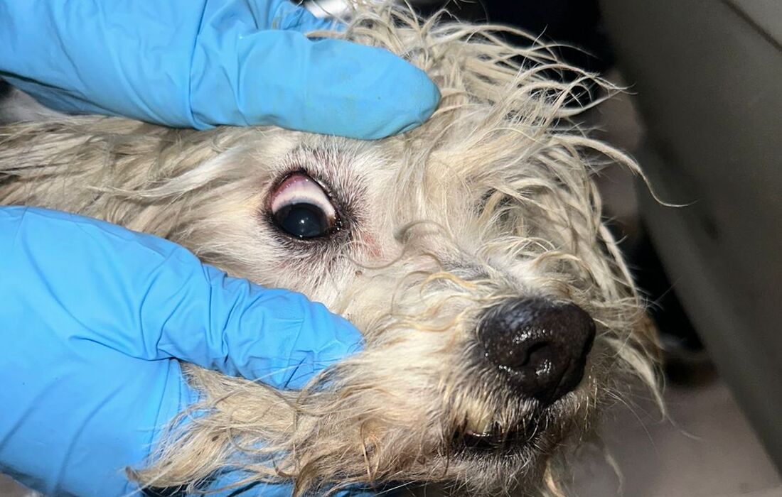Rescate de Tony: la labor diaria de nuestros equipos de veterinarios  